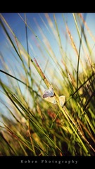 IMG_0529-w