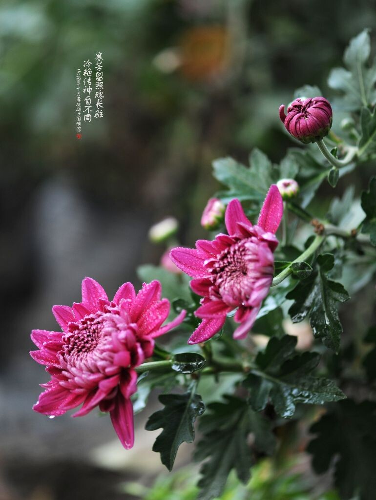冷艳传神自己不同