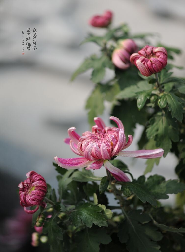 寒舍花已开尽，菊蕊独楹枝。
