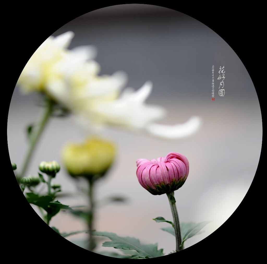 花好月圆