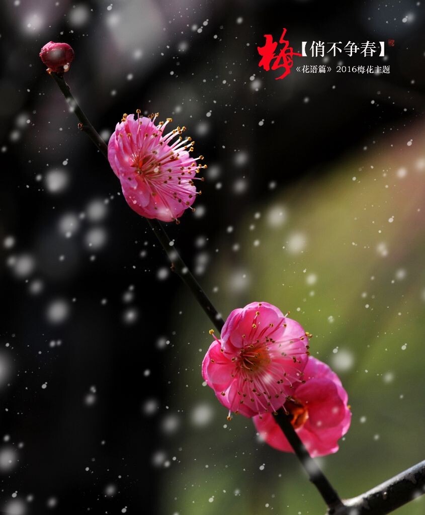俏不争春