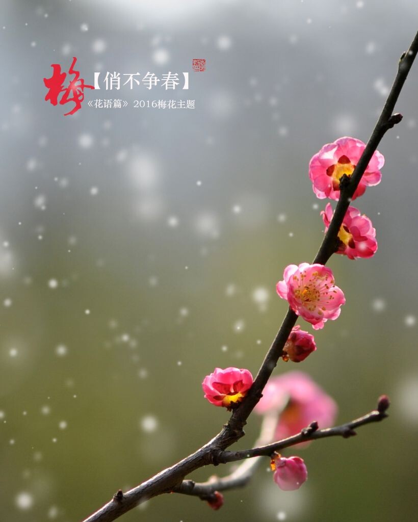 俏不争春