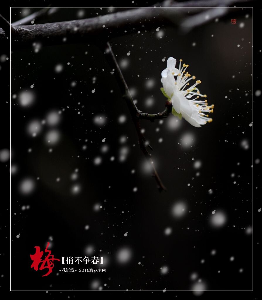 俏不争春