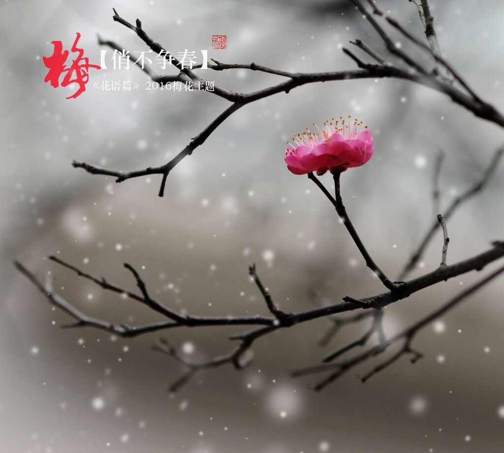 俏不争春