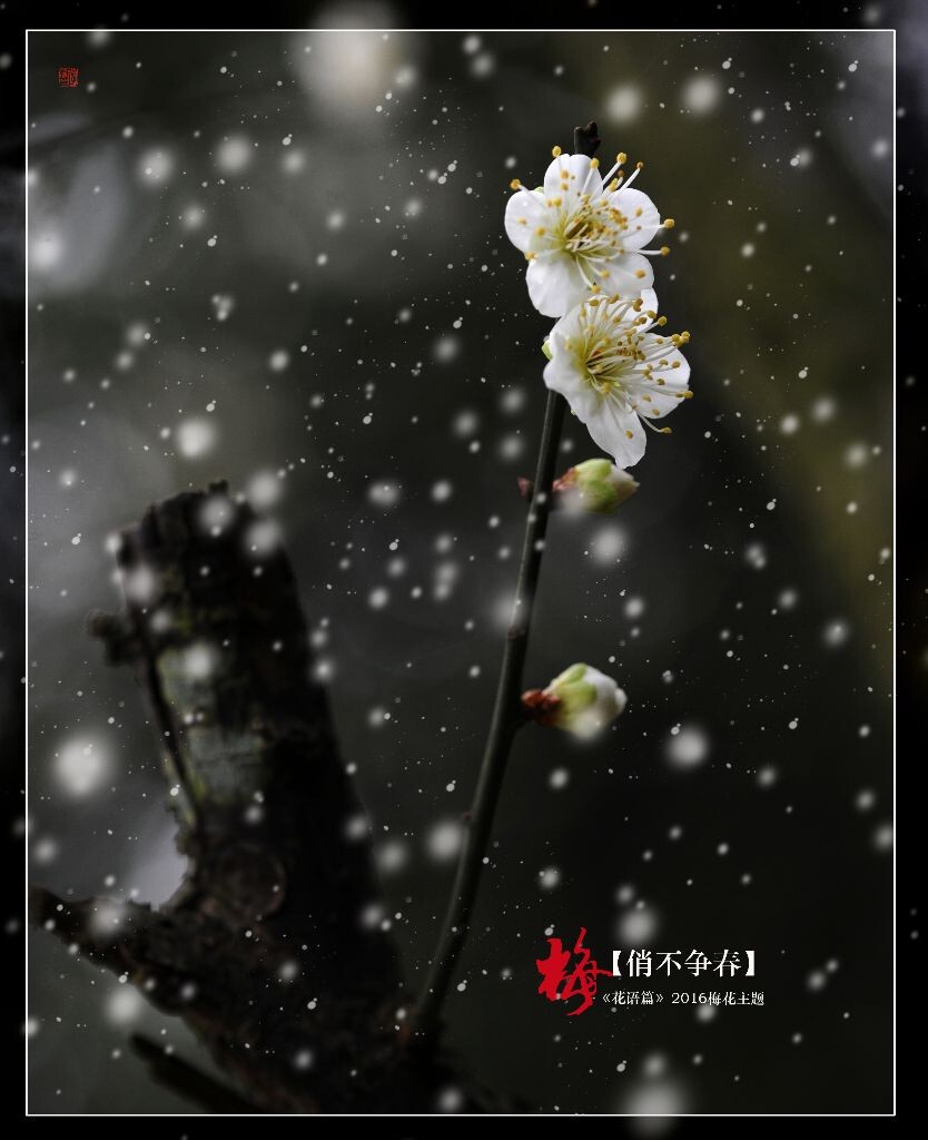 俏不争春