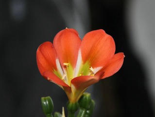  办公室里的花