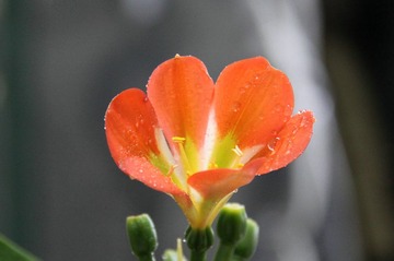  办公室里的花