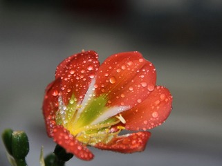 办公室里的花