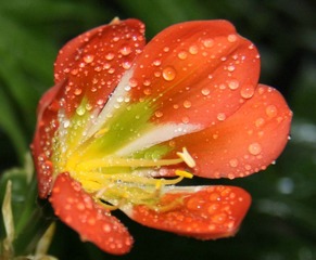 办公室里的花