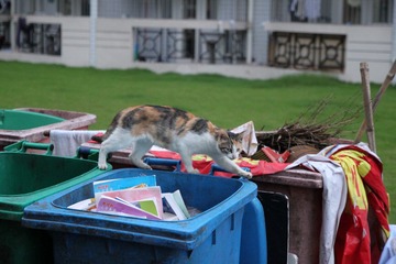 流浪猫