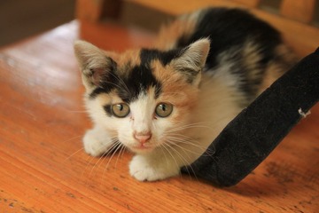 小猫咪