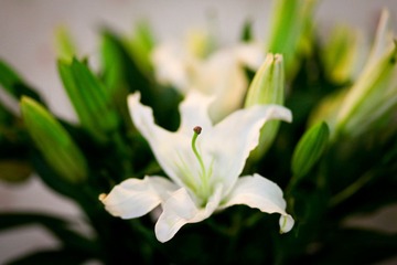 百合