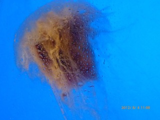 P1010174
