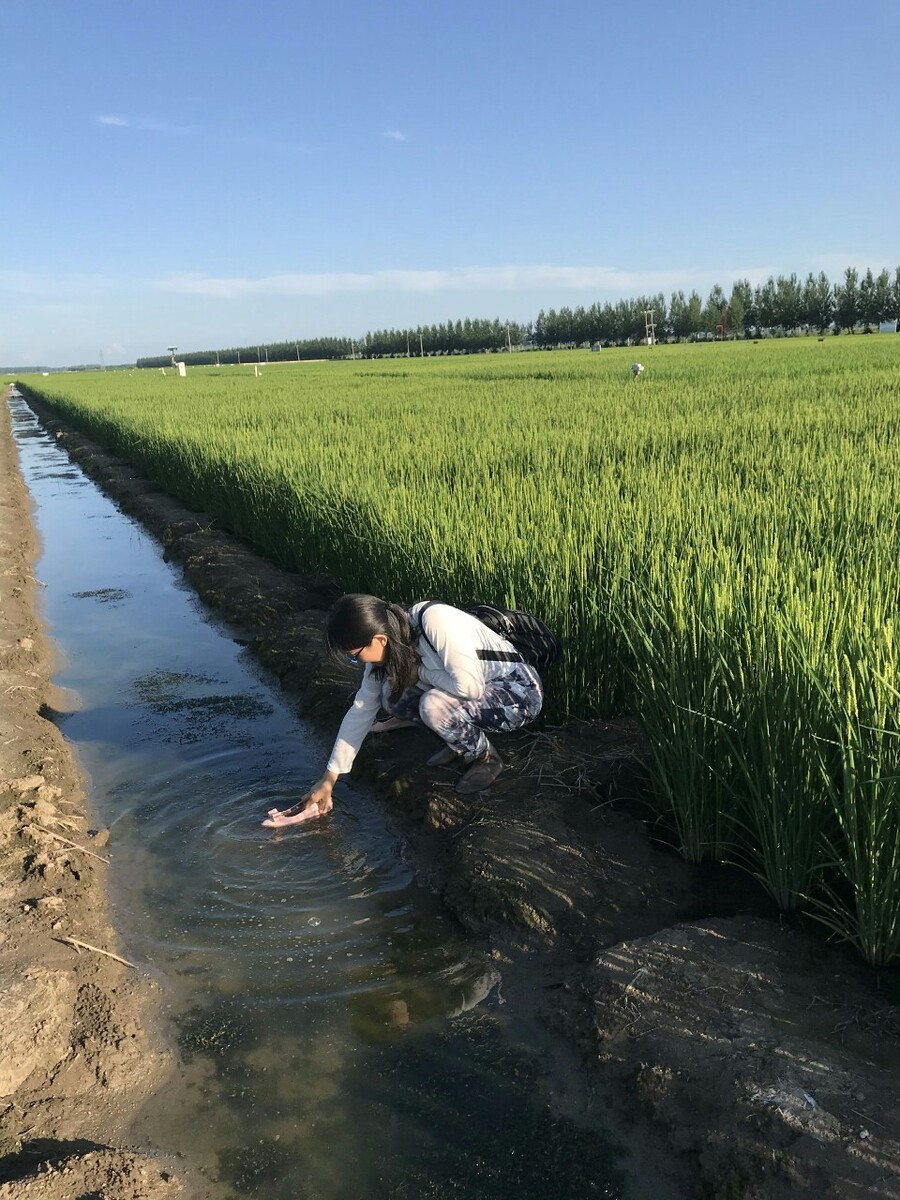 稻田养殖什么好