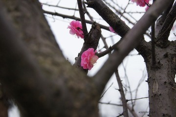 DSC00260.jpg