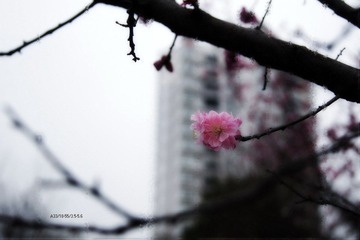 DSC00265-1.jpg
