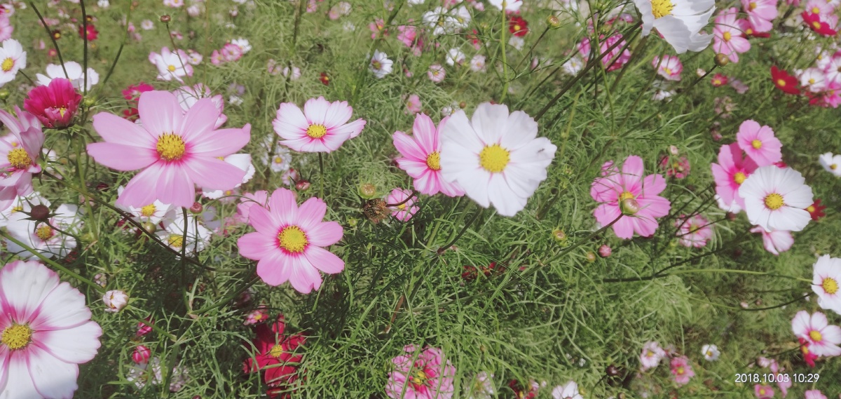 万花丛 - -世俗-