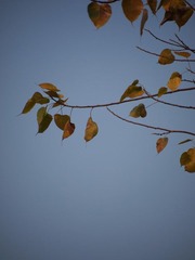 P4205856