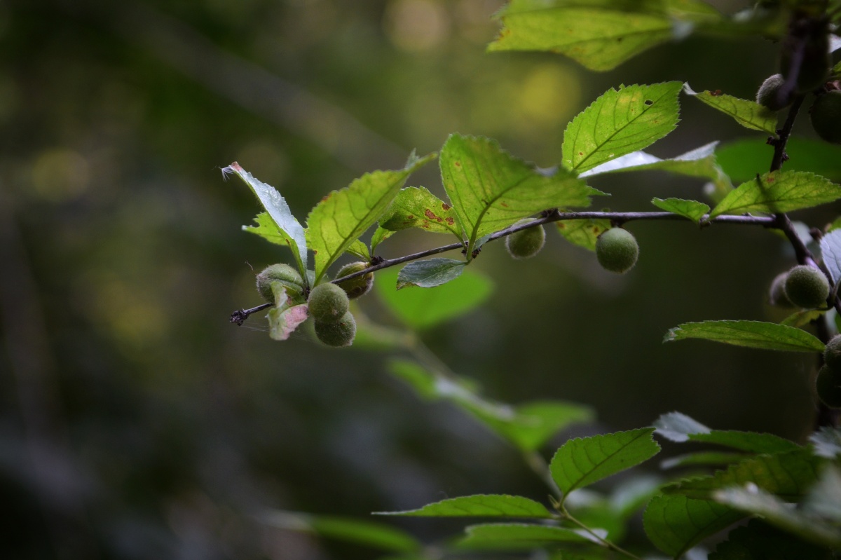 1/117中国水下摄影叶子植物摄影爱好者支花园树果实樱桃毛樱桃植物园