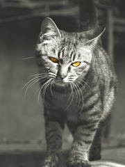 67590