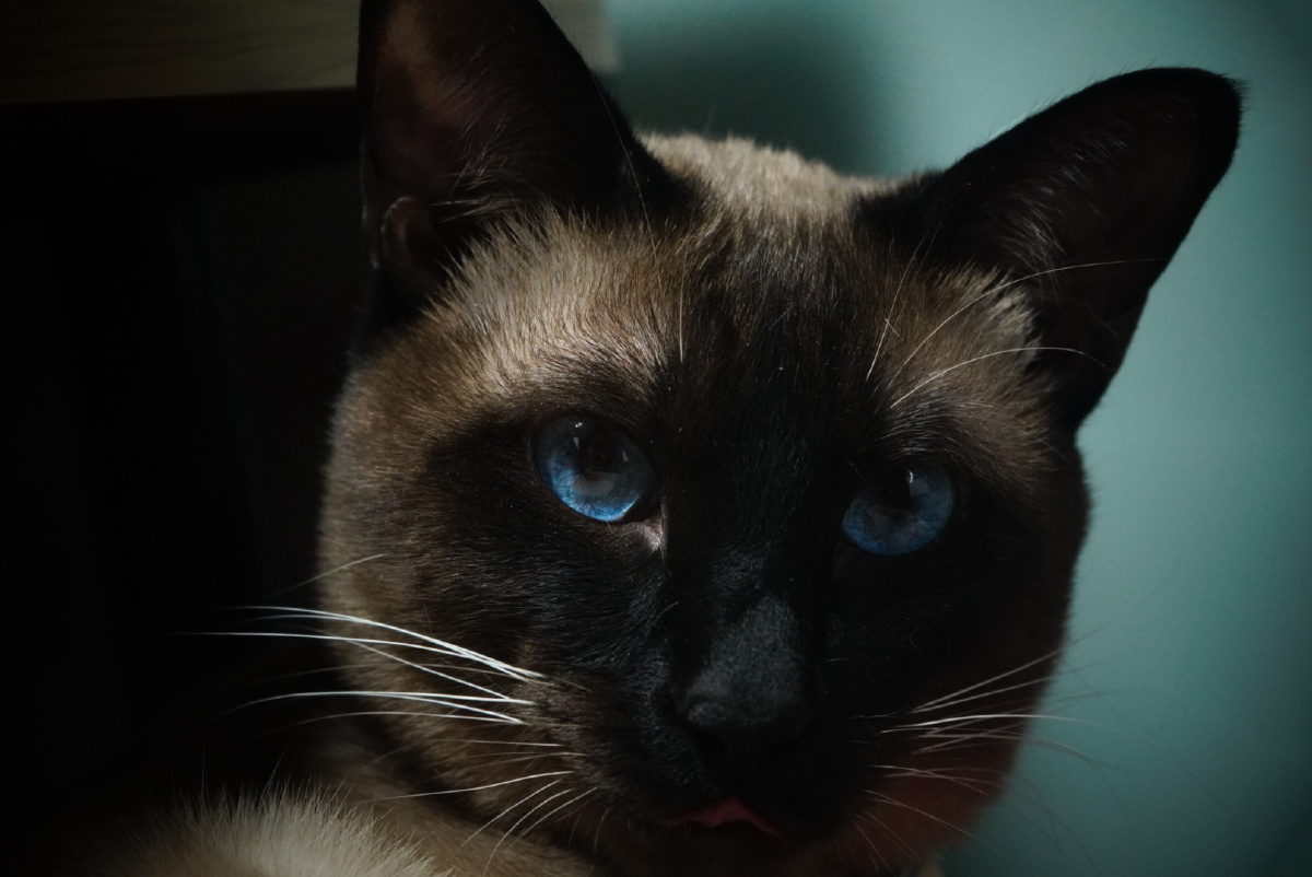 逻辑猫暹xian罗猫深邃的蓝眼睛