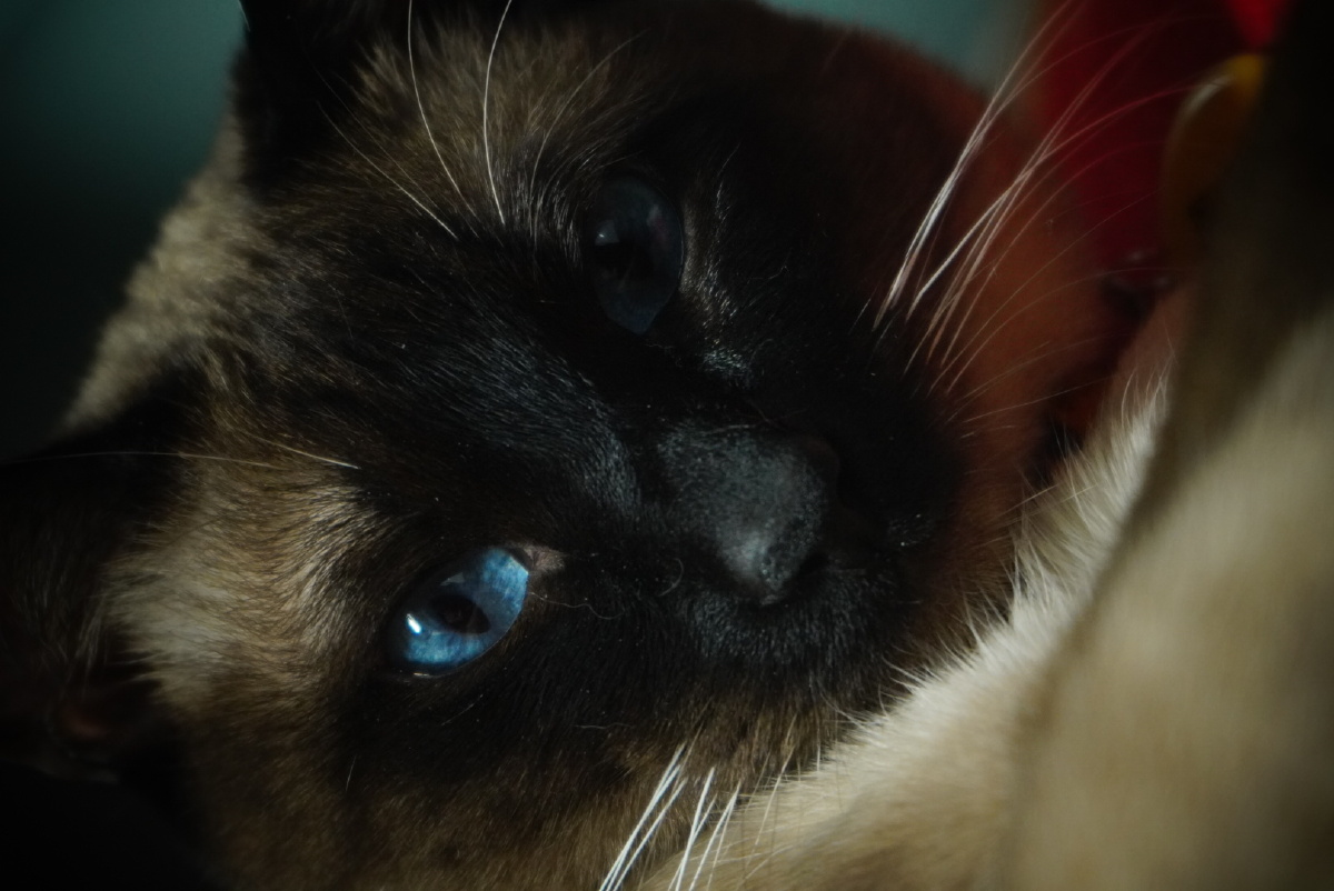 逻辑猫暹xian罗猫深邃的蓝眼睛