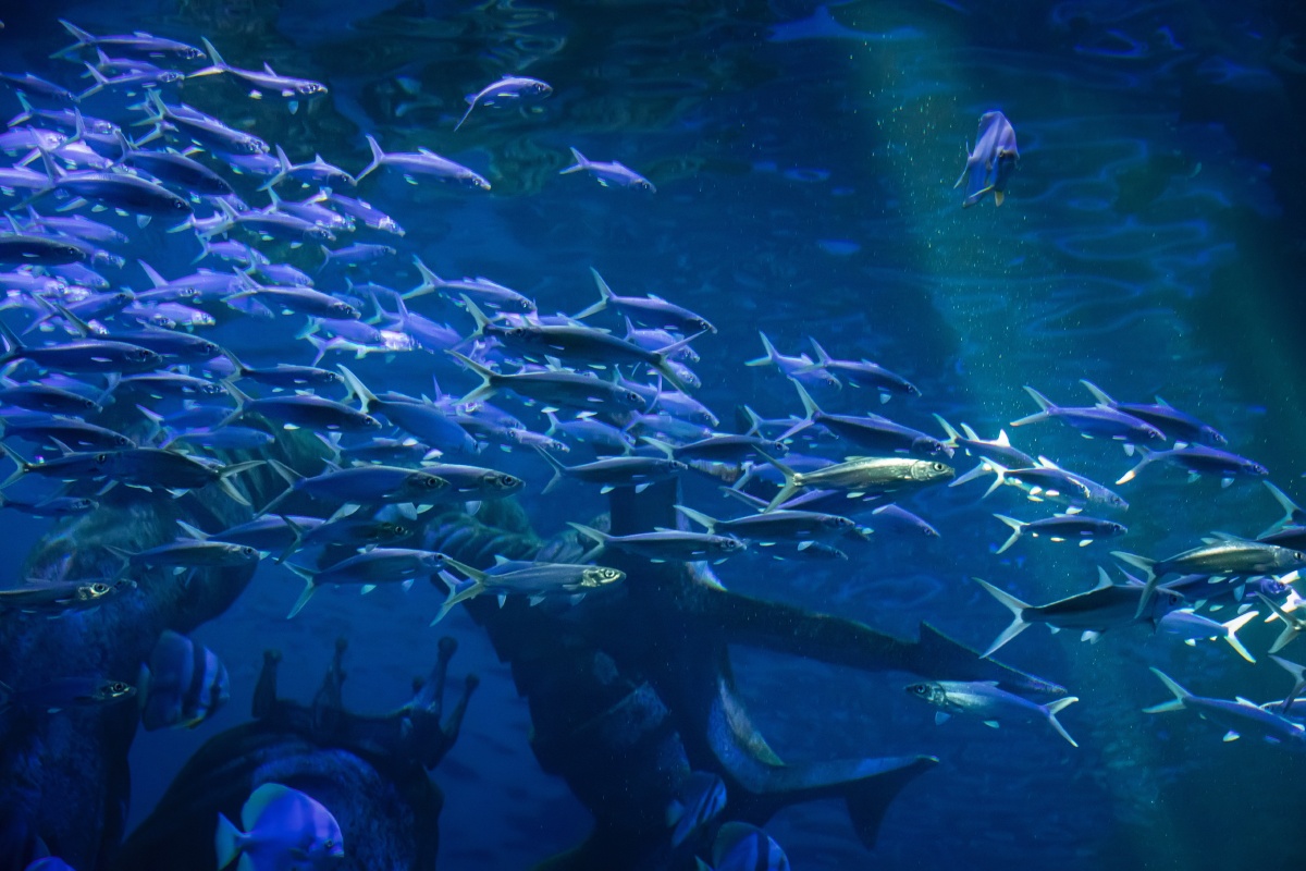 哈尔滨的波塞冬海底世界亚特兰蒂斯主题的海底世界