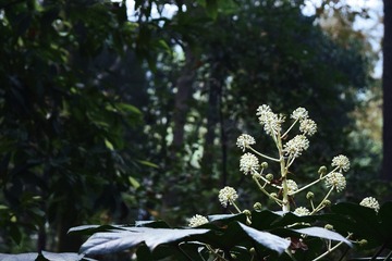 DSC_0037a