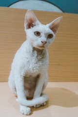 DSC08077