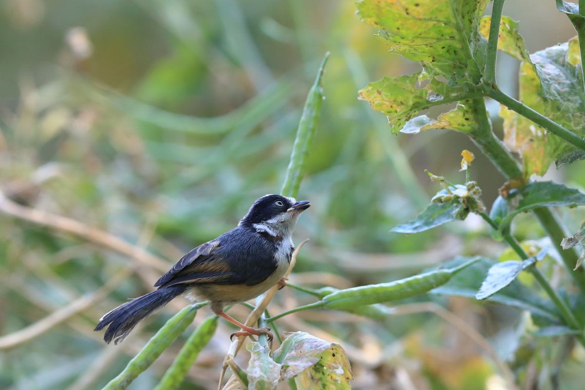 红头长尾山雀幼鸟