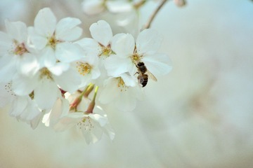 _CSC0279