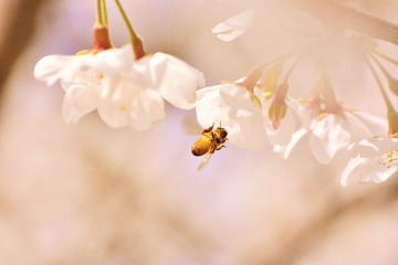 _CSC0277