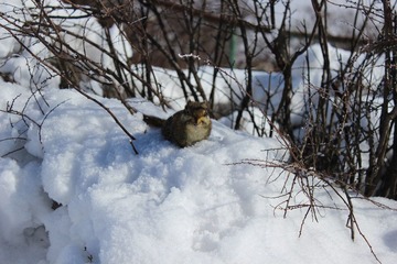 IMG_1287.JPG