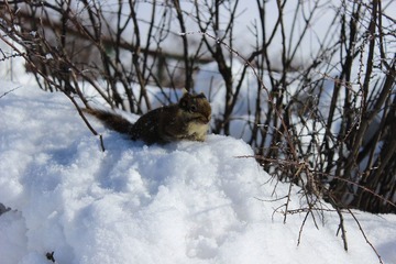 IMG_1290.JPG