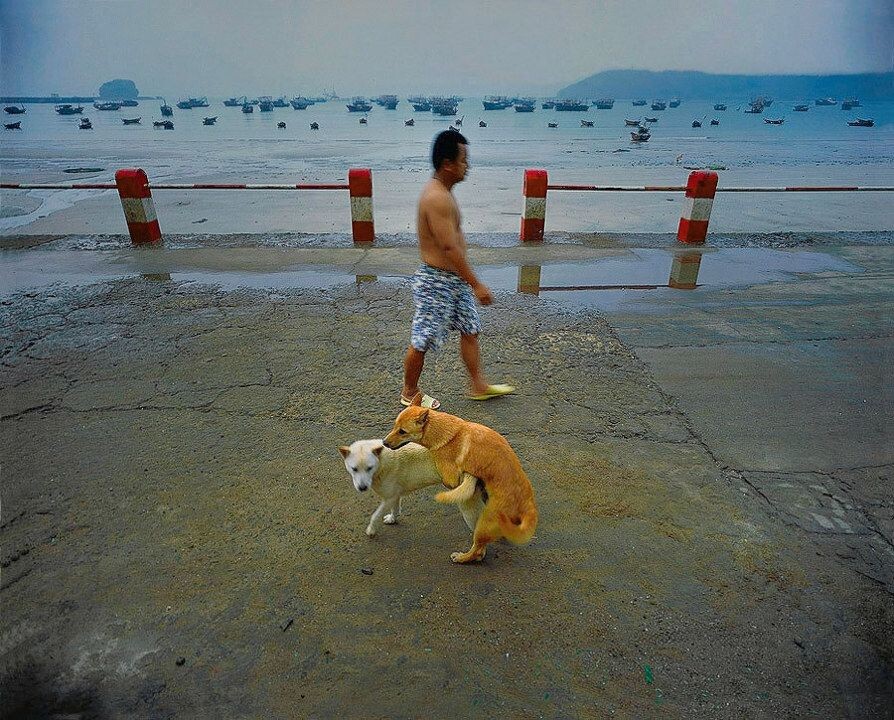 北海12<br />
涠洲岛。狗们和人们幸福着各自的幸福~