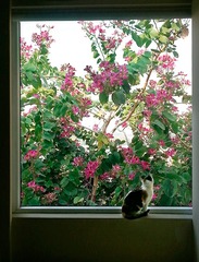 猫x