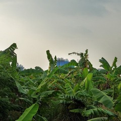 L1170131a.jpg