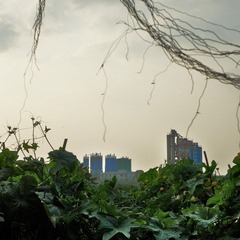 L1170135a.jpg