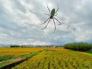 63.jpg