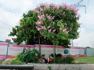 L1150006