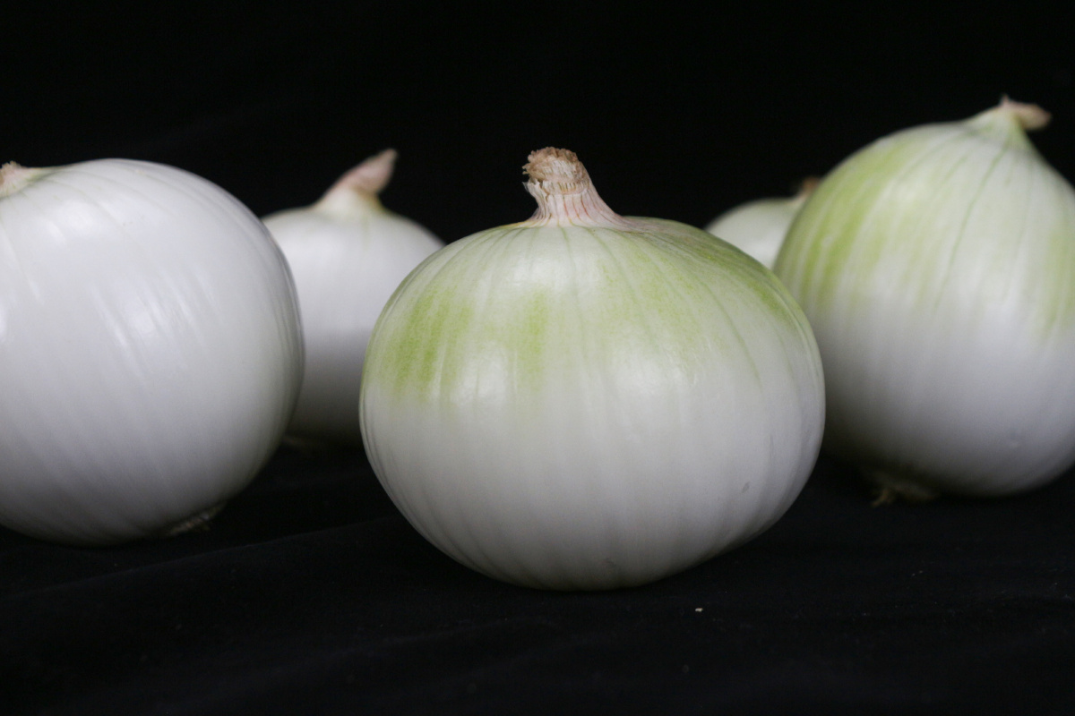 新疆皮牙子白洋葱