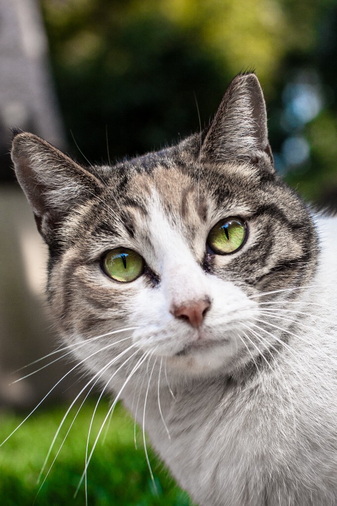 上海音乐学院的猫猫