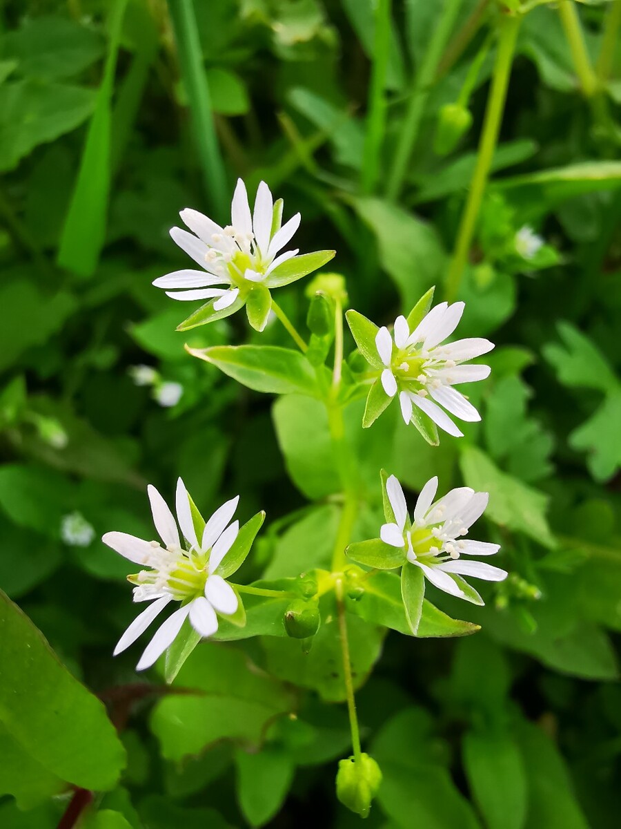 繁缕为石竹科繁缕属一种一年生草本开花植物，常为田间杂草，原产于欧亚大陆，我国各地均有分布，自然栖息于潮湿阴凉的地方。茎长达50厘米，株高通常10-30厘米；叶对生，卵形，具叶柄，正面绿色，背面亮绿色，全缘；聚伞花序，花单生于叶腋，花冠白色，直径约0.5厘米，萼片5，花瓣5，花瓣深裂，裂片长圆形，雄蕊通常为3-5，花柱3，花朵绽放在每年的3-11月。用途：植物的茎部，叶子以及种子可药用