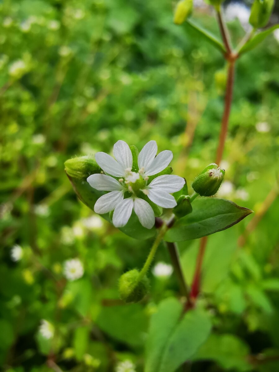 繁缕为石竹科繁缕属一种一年生草本开花植物，常为田间杂草，原产于欧亚大陆，我国各地均有分布，自然栖息于潮湿阴凉的地方。茎长达50厘米，株高通常10-30厘米；叶对生，卵形，具叶柄，正面绿色，背面亮绿色，全缘；聚伞花序，花单生于叶腋，花冠白色，直径约0.5厘米，萼片5，花瓣5，花瓣深裂，裂片长圆形，雄蕊通常为3-5，花柱3，花朵绽放在每年的3-11月。用途：植物的茎部，叶子以及种子可药用