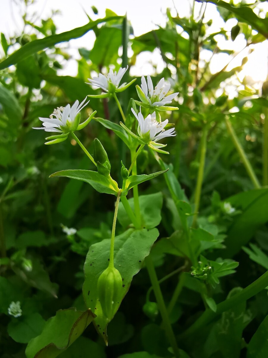 繁缕为石竹科繁缕属一种一年生草本开花植物，常为田间杂草，原产于欧亚大陆，我国各地均有分布，自然栖息于潮湿阴凉的地方。茎长达50厘米，株高通常10-30厘米；叶对生，卵形，具叶柄，正面绿色，背面亮绿色，全缘；聚伞花序，花单生于叶腋，花冠白色，直径约0.5厘米，萼片5，花瓣5，花瓣深裂，裂片长圆形，雄蕊通常为3-5，花柱3，花朵绽放在每年的3-11月。用途：植物的茎部，叶子以及种子可药用