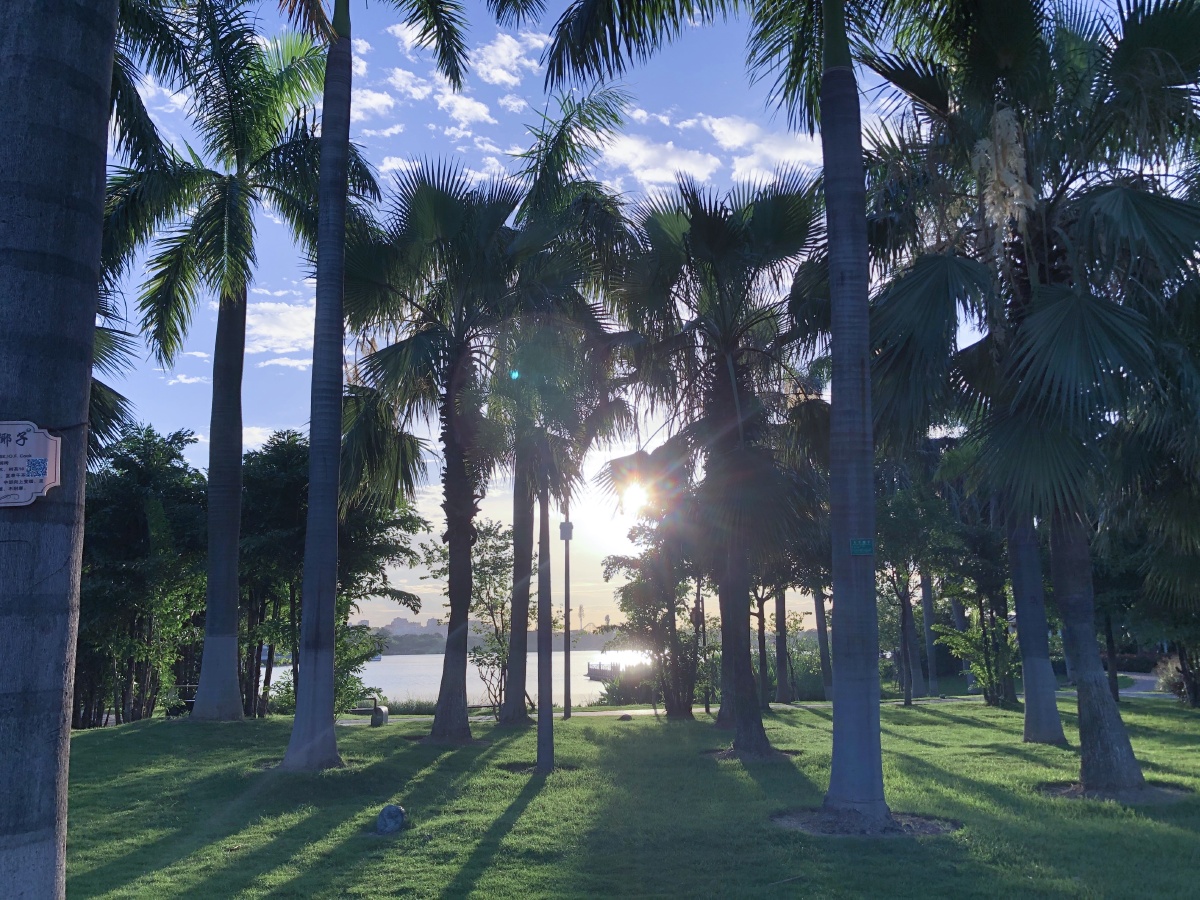 有没有感觉在夏威夷的沙滩上晨早的阳光是那么刺眼刺眼中带一点温暖