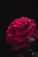 1370239