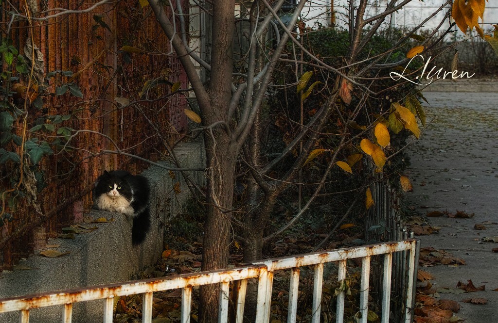 猫。 <br />
