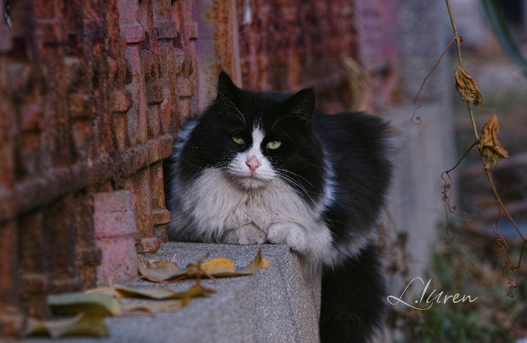 一只懒洋洋的猫。