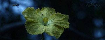 SDIM0220大7_88-00